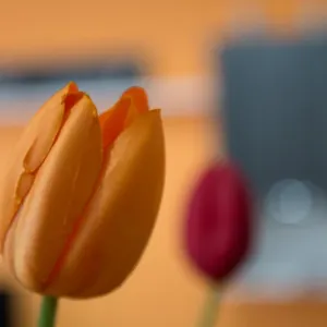 Apartament Baga España